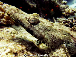 Crocodile fish by Laura Dinraths 